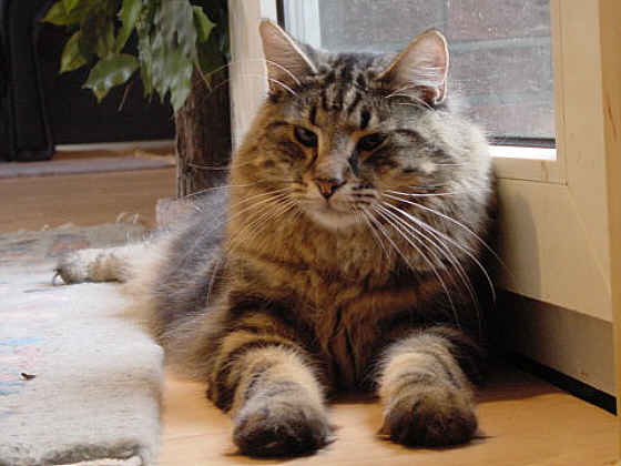 Flekkefjord's Moses
� Photo: B. Goritzka