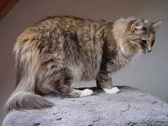 Fiola van Pondiki
� Photo: B. Goritzka