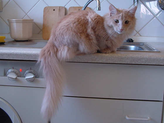 Lawrence von Arabien
� Photo: B. Goritzka