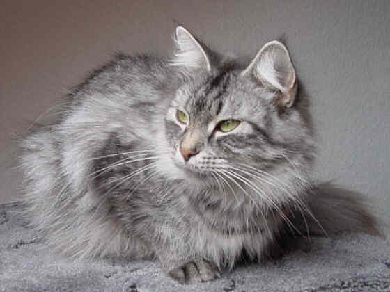 Hexe
� Photo: B. Goritzka