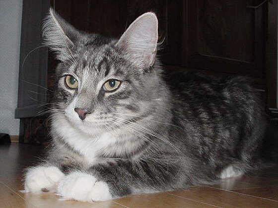 Mahatma
� Photo: B. Goritzka