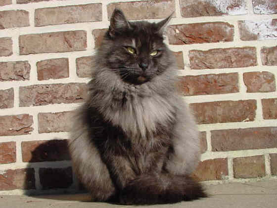 Earl Grey's Baronesse Bijou
� Photo: B. Goritzka