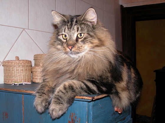 Nikita
� Photo: Slomma