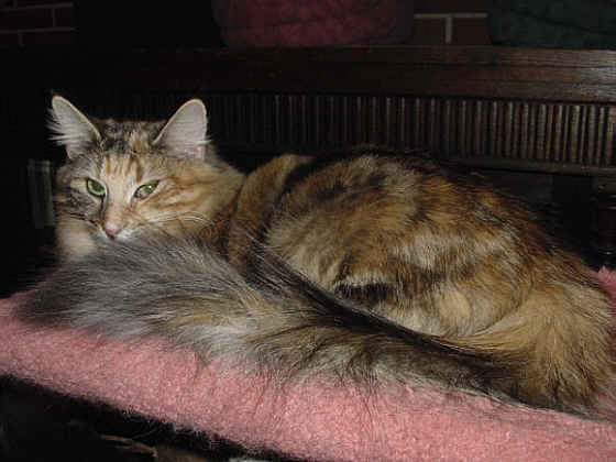 Earl Grey's Karina
� Photo: B. Goritzka