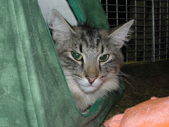 Oktavio Show-Resultate 1
� Photo: B. Goritzka