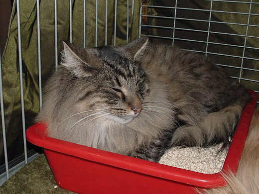 Oktavio Show-Resultate 2
� Photo: B. Goritzka