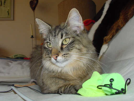 Oktavia
� Photo: Goritzka