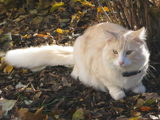 Oliver Twist
� Photo: Goritzka