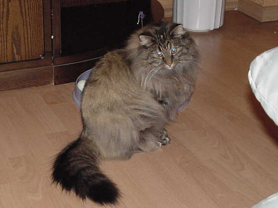 Orjet
� Photo: Goritzka