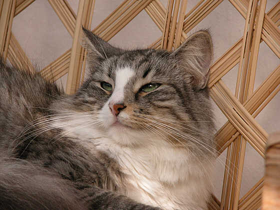 Orla
� Photo: Goritzka