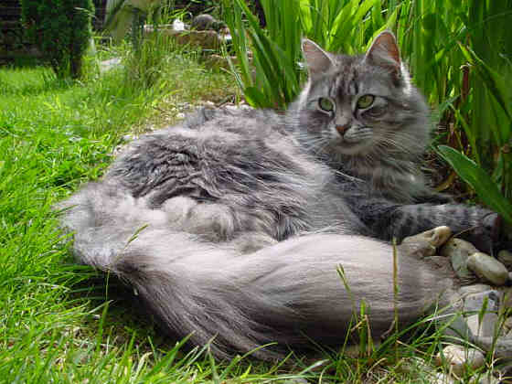 Earl Grey's Hexe
� Photo: B. Goritzka