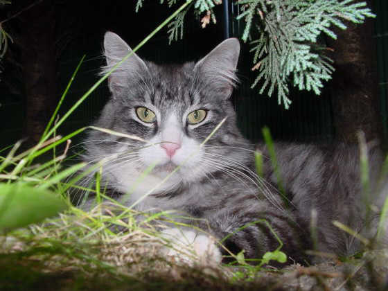 Paulchen Panther
� Photo: Goritzka