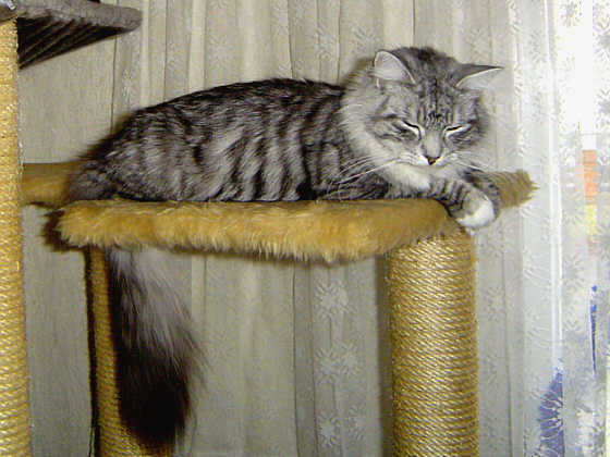 Penelope
� Photo: Goritzka