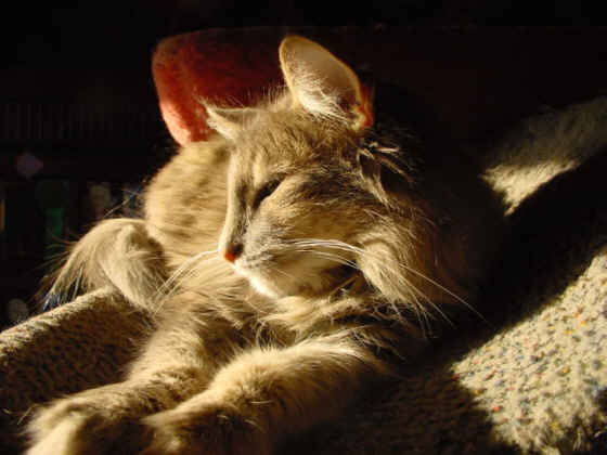 Earl Grey's Ginger
� Photo: B. Goritzka