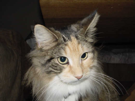 Queeny
� Photo: Goritzka