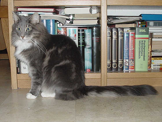 Quintus
� Photo: Goritzka