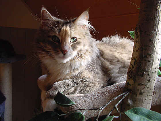 Fiola
� Photo: B. Goritzka