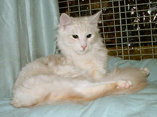 Santana Show-Resultate 1
� Photo: B. Goritzka