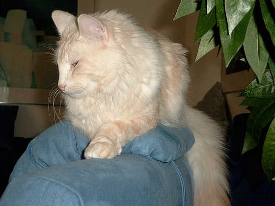 Santana
� Photo: Goritzka