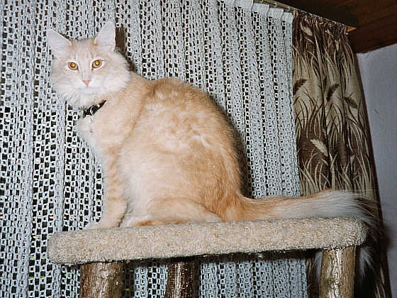 Spider Murphy
� Photo: Goritzka