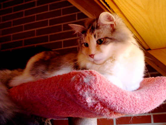 Suzi Quatro
� Photo: Goritzka