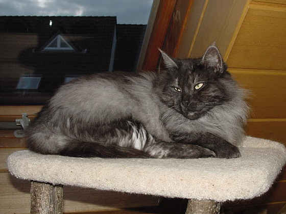 Bijou
� Photo: B. Goritzka