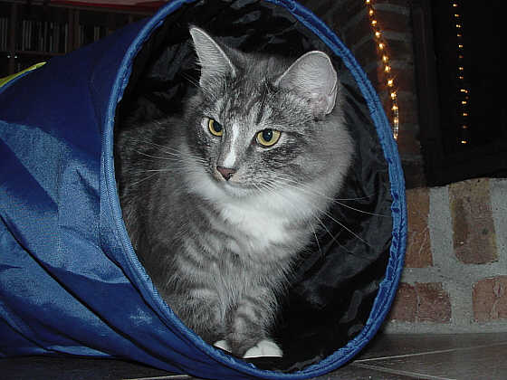 Thin Lizzy
� Photo: Goritzka