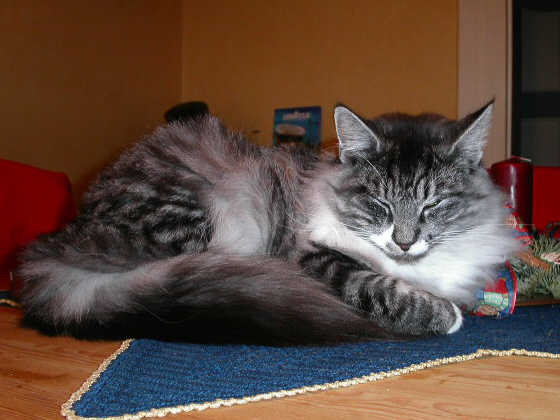 Tiny Tim
� Photo: Goritzka