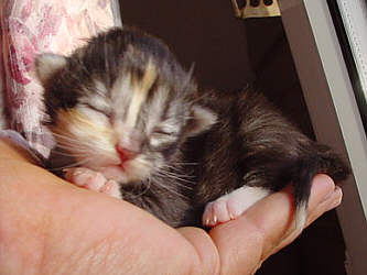 U-Wurf 0108
� Photo: B. Goritzka