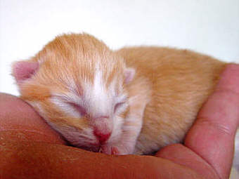 V-Wurf 0007
� Photo: B. Goritzka