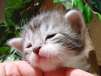 V-Wurf 0304
� Photo: B. Goritzka