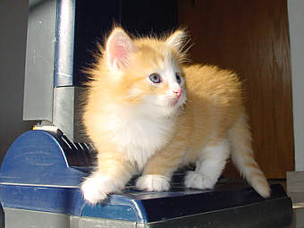 V-Wurf 0607
� Photo: B. Goritzka