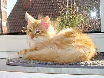 V-Wurf 1806
� Photo: B. Goritzka