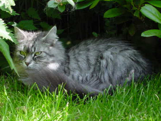 Hexe
� Photo: B. Goritzka