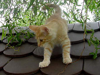 X-Wurf 1606
� Photo: B. Goritzka
