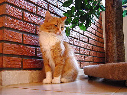 Darcy
� Photo: B. Goritzka