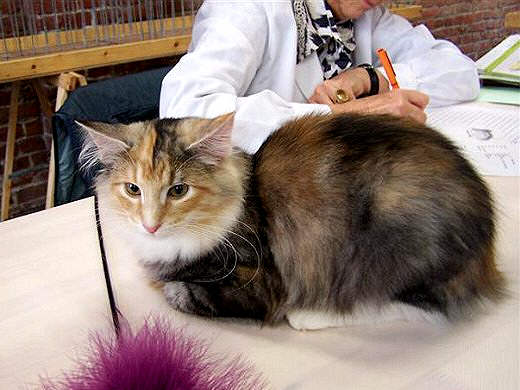 Xenia Show-Resultate 3
� Photo: B. Goritzka