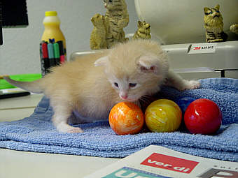 Y-Wurf 0302
� Photo: B. Goritzka